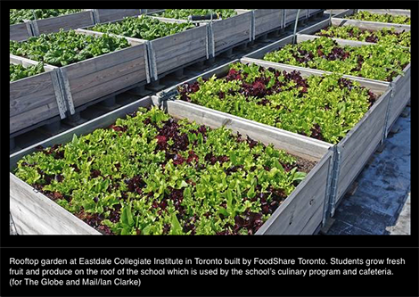 Roof Top Garden